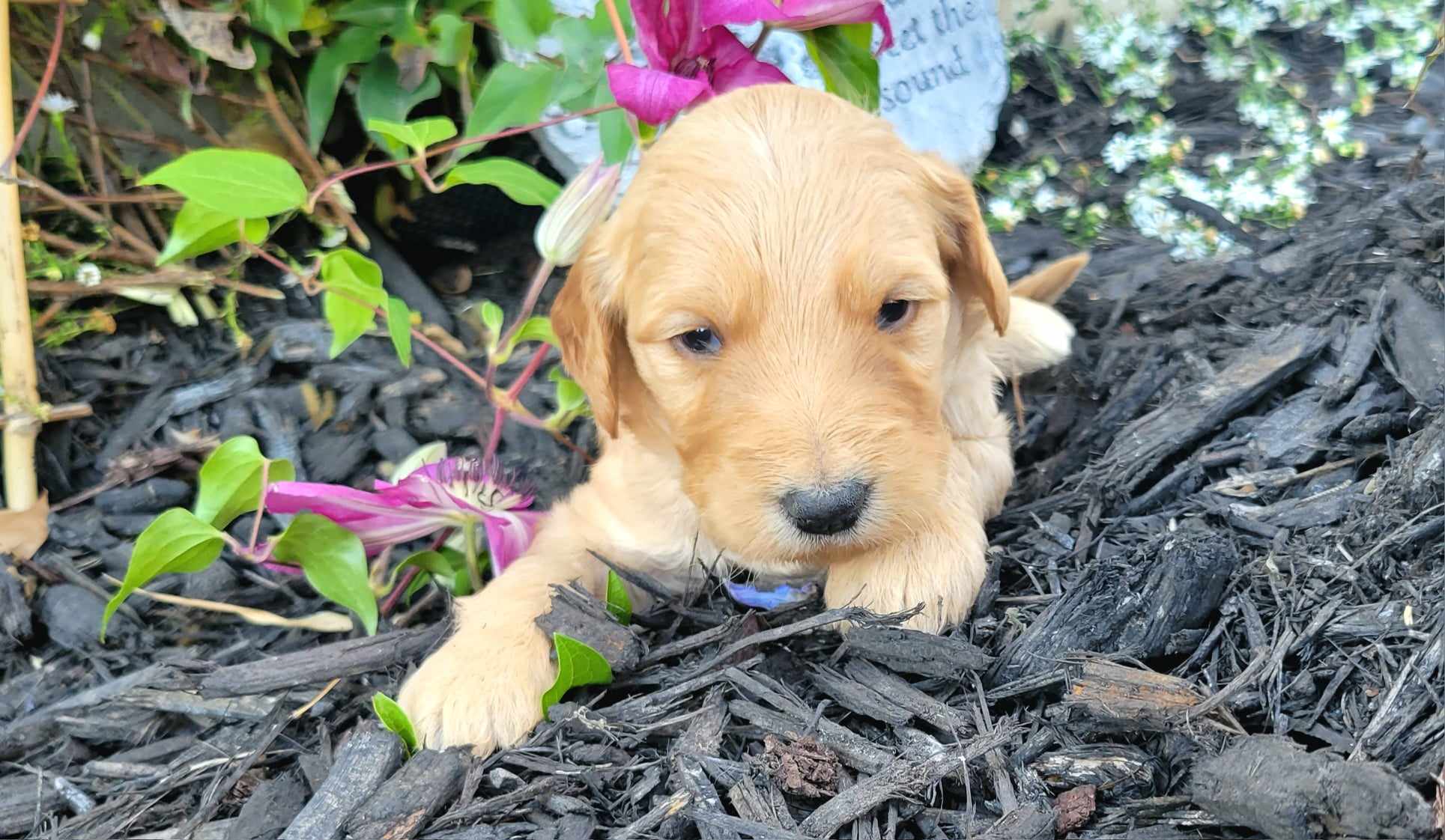 puppy, for, sale, Poodle Standard/Golden Retriever, Lana  Arnall, dog, breeder, Hartville, MO, dog-breeder, puppy-for-sale, forsale, nearby, find, puppyfind, locator, puppylocator, aca